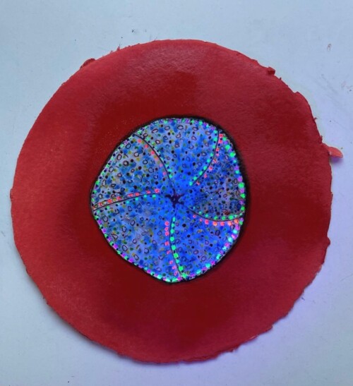 Erizo sobre fondo rojo